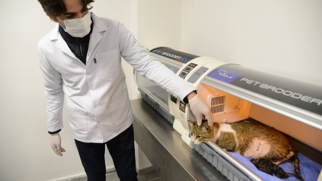 Sokak kedisi sezaryenle üç yavru dünyaya getirdi